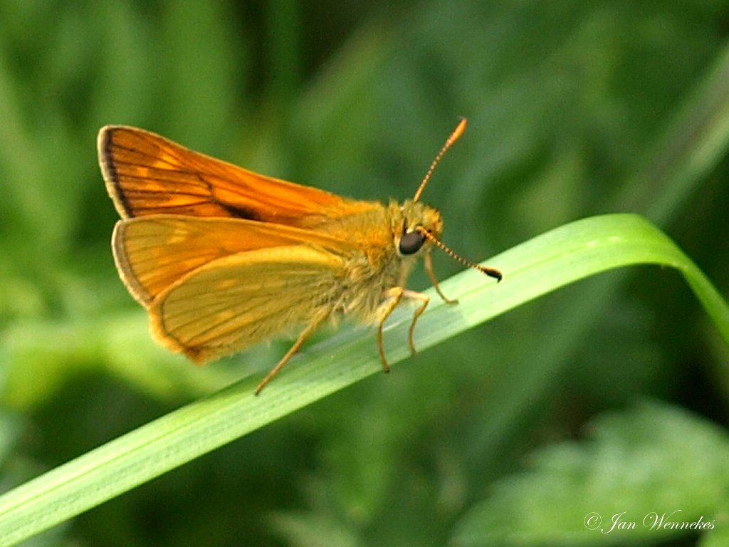 Groot dikkopje, Ochlodes sylvanus.jpg -   Duitsland, Sauerland, Olsberg-Bruchhausen 15 t/m 22 mei 2011